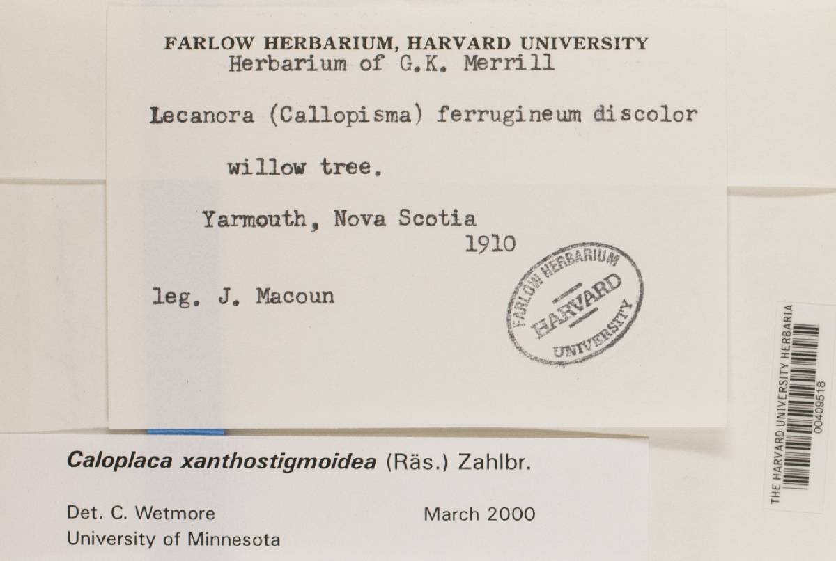 Caloplaca xanthostigmoidea image