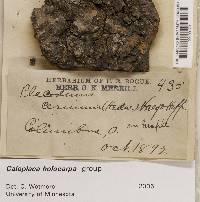 Caloplaca holocarpa image