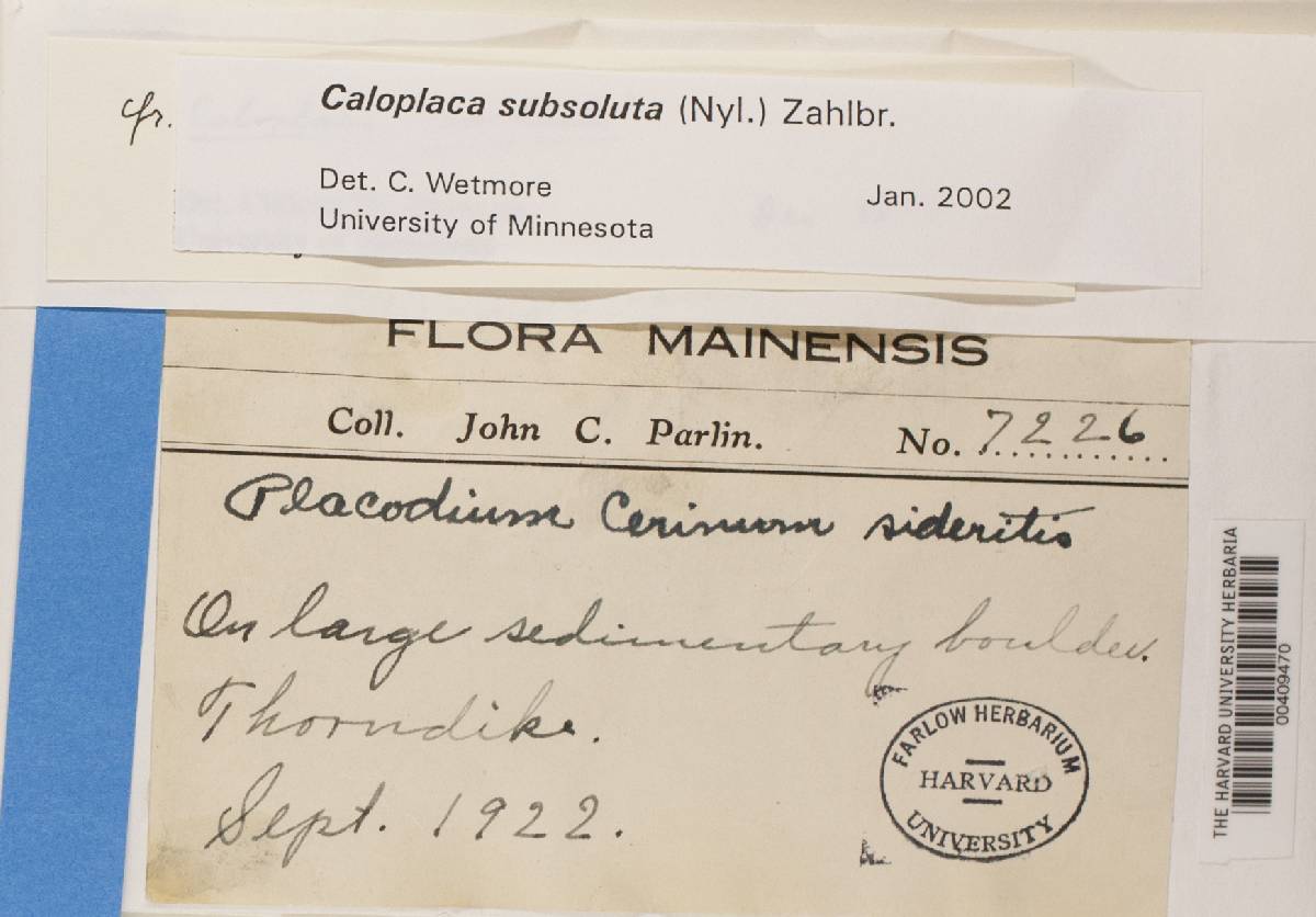Caloplaca subsoluta image