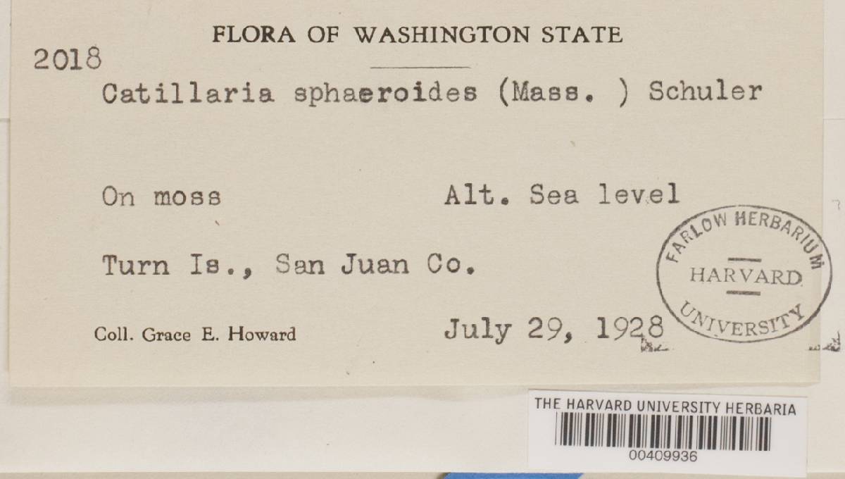 Biatora sphaeroides image