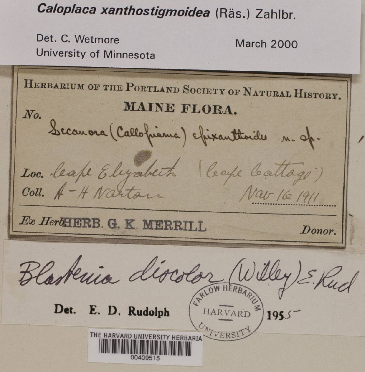 Caloplaca xanthostigmoidea image