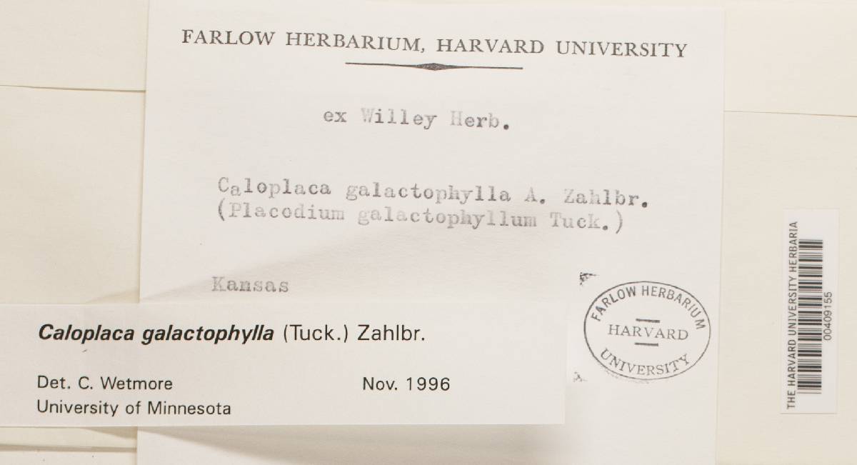 Caloplaca galactophylla image