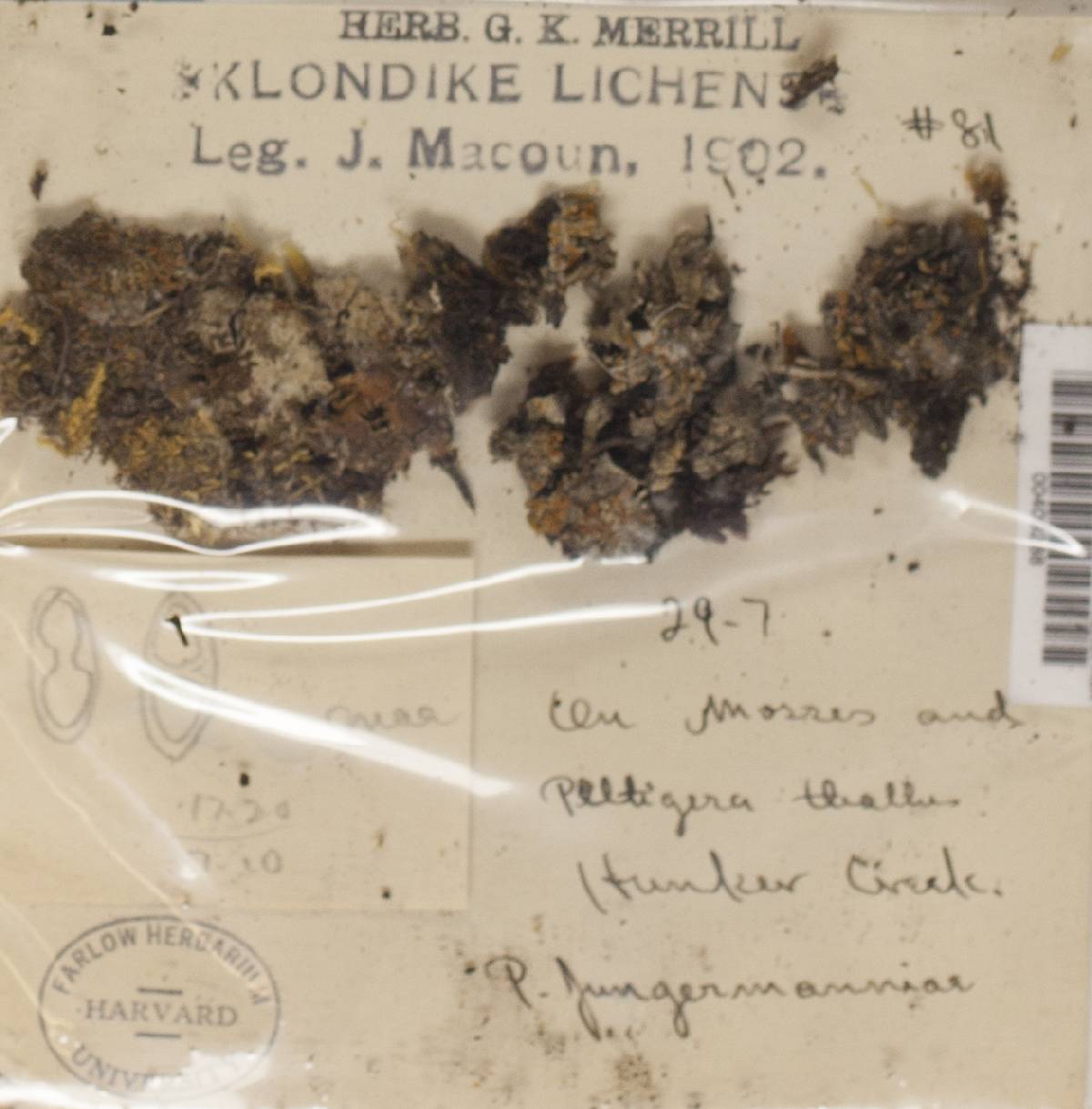 Caloplaca jungermanniae image
