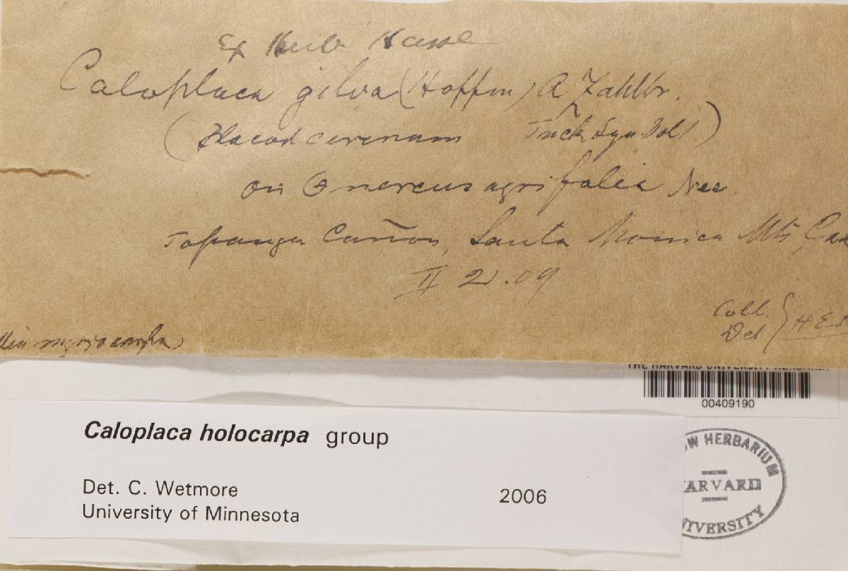 Caloplaca holocarpa image
