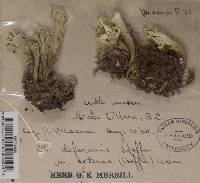 Cladonia deformis f. extensa image