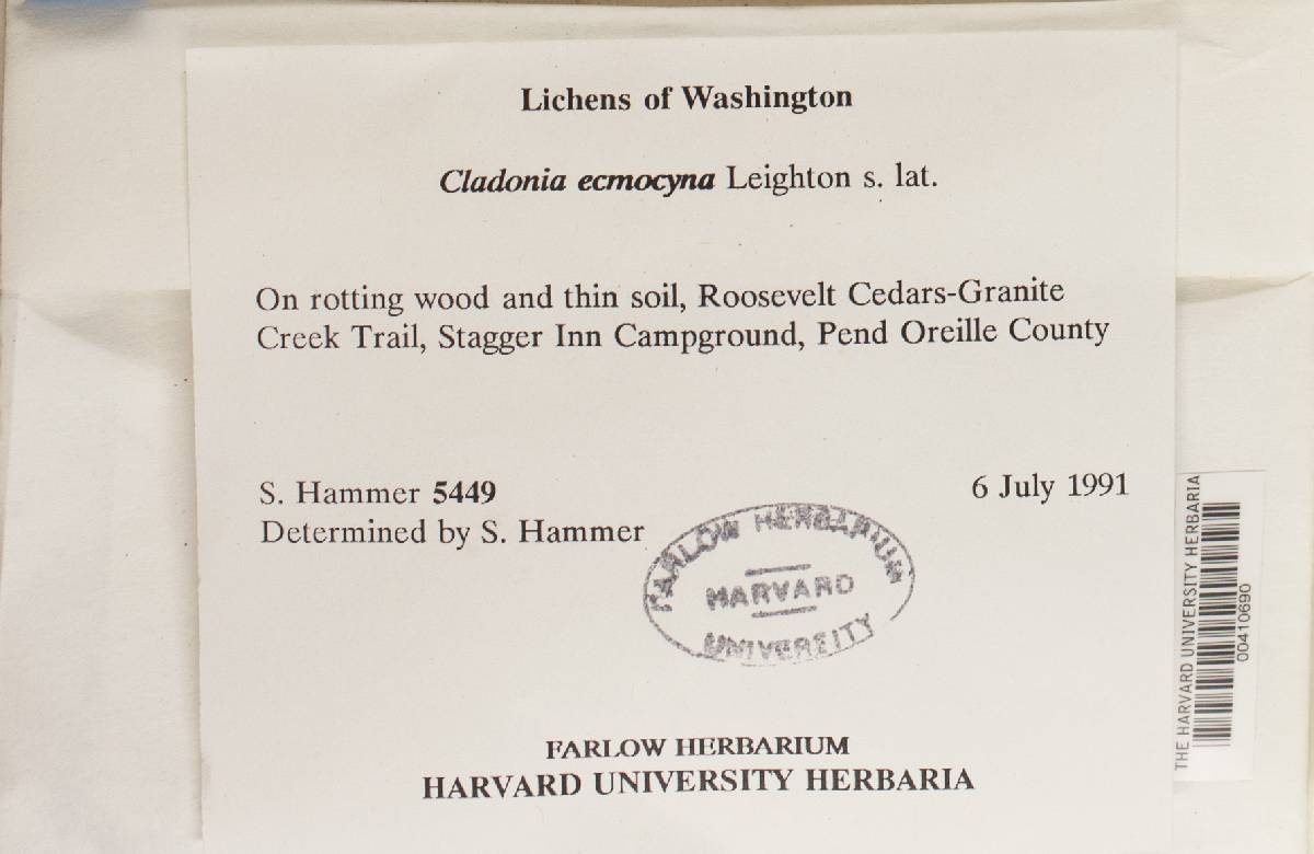 Cladonia ecmocyna image