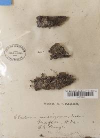 Cladonia didyma var. muscigena image
