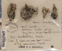 Cladonia cristatella f. beauvoisii image