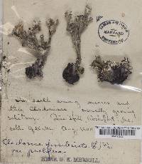 Cladonia fimbriata var. prolifera image