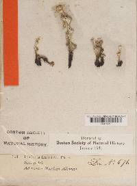 Cladonia fimbriata image