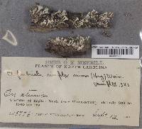 Cladonia fimbriata f. minor image