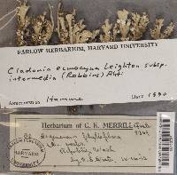 Cladonia ecmocyna image
