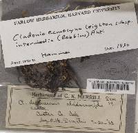 Cladonia ecmocyna subsp. intermedia image