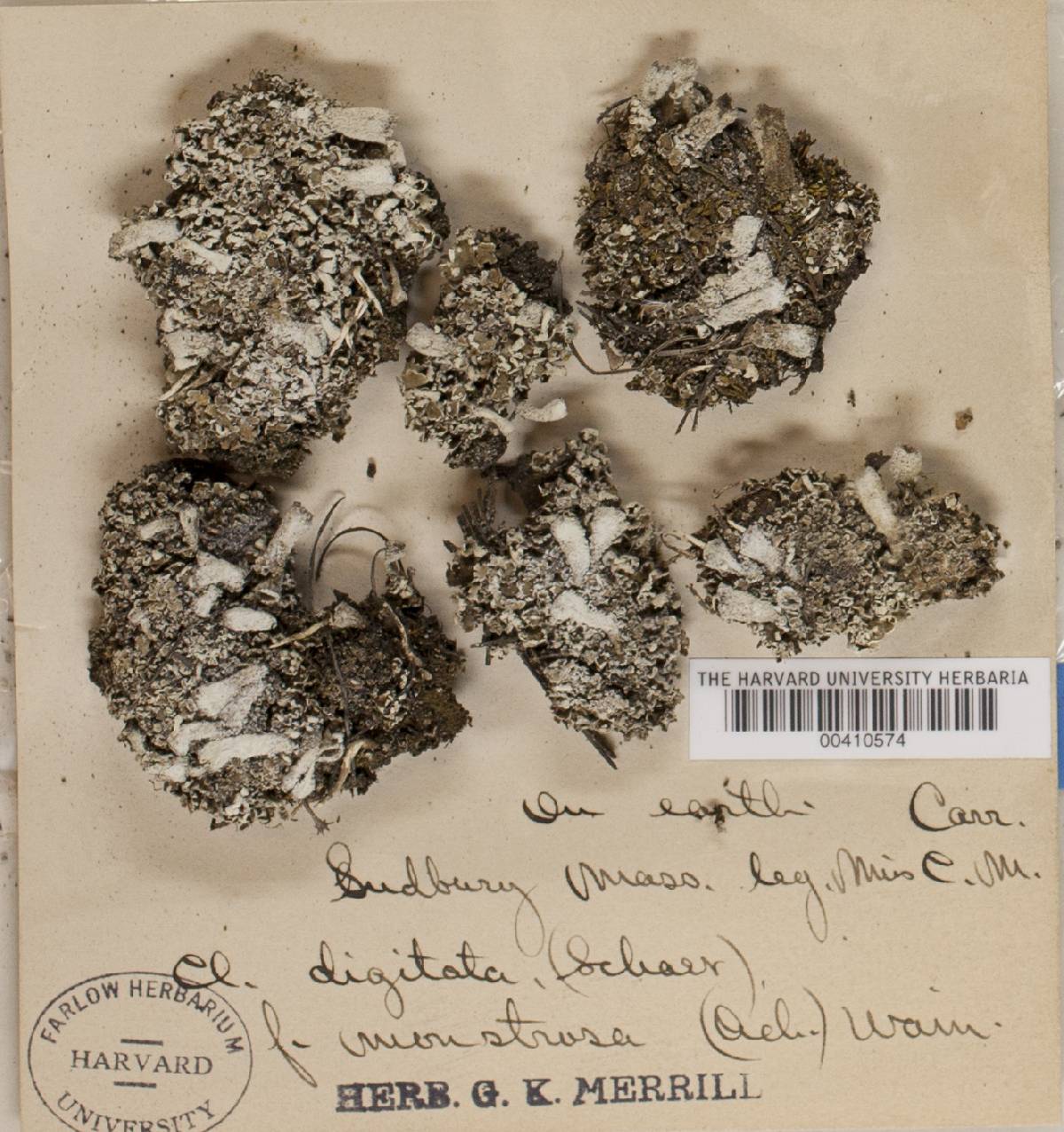 Cladonia digitata var. monstrosa image