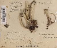 Cladonia deformis image