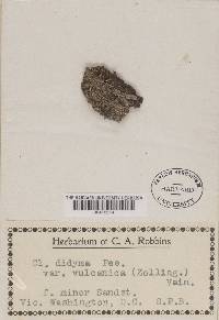 Cladonia didyma var. vulcanica image