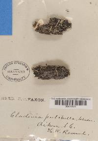 Cladonia didyma var. muscigena image