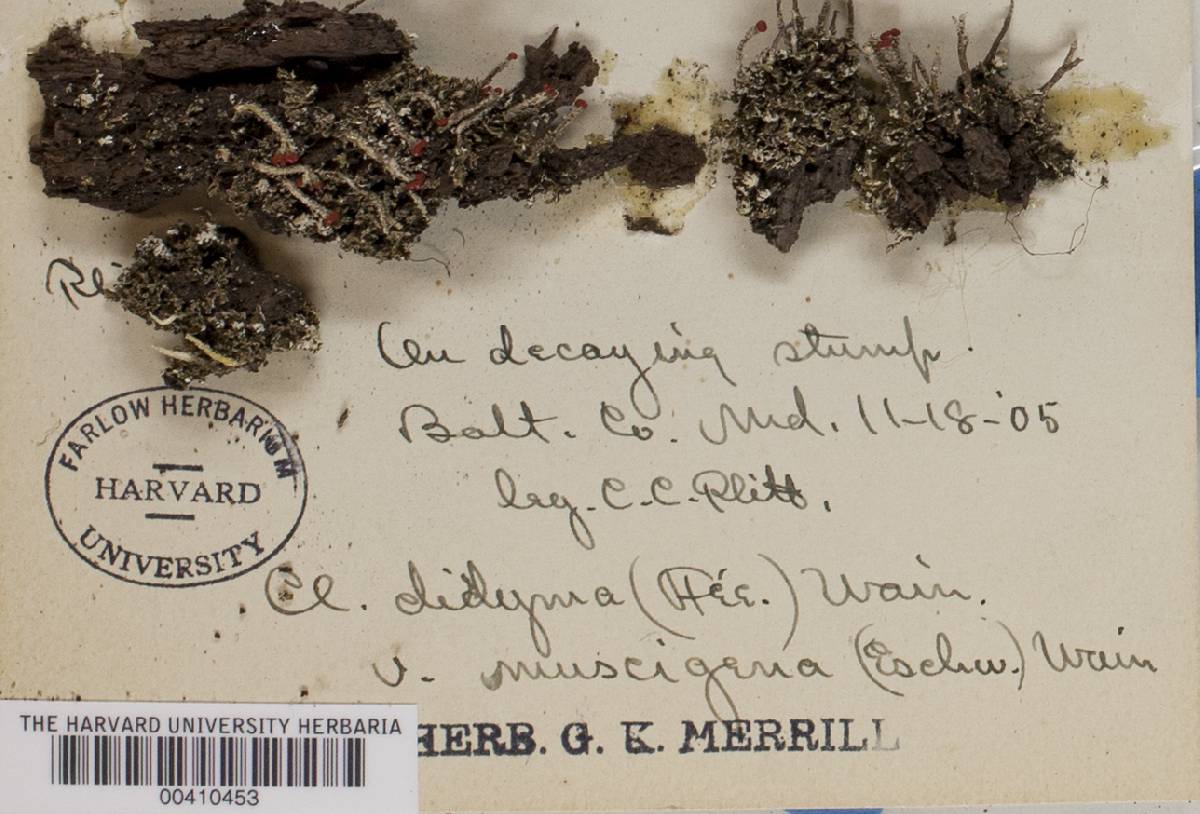 Cladonia didyma var. muscigena image