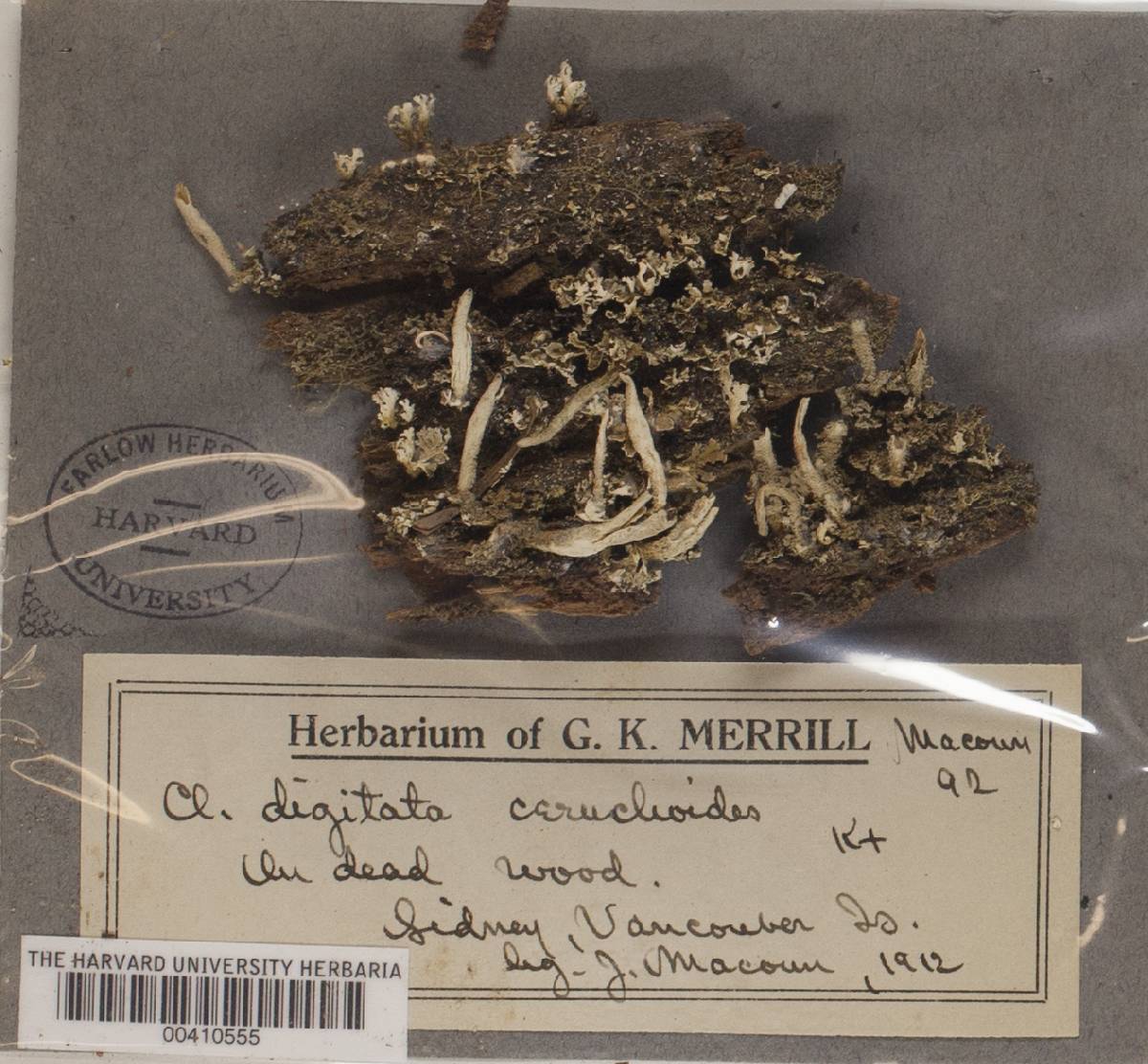 Cladonia digitata var. ceruchoides image