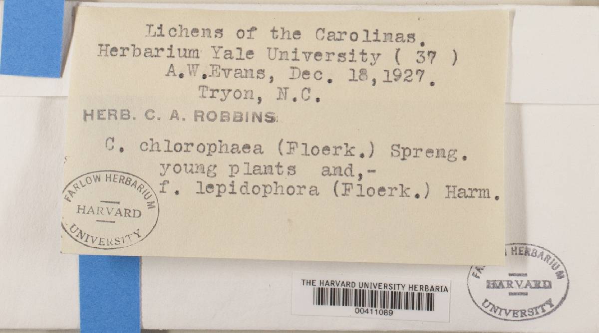 Cladonia chlorophaea f. lepidophora image