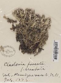 Cladonia crispata var. crispata image