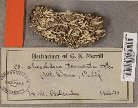 Cladonia coniocraea image