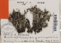 Cladonia crispata var. crispata image