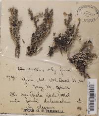 Cladonia crispata var. dilacerata image