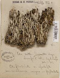 Cladonia coniocraea image