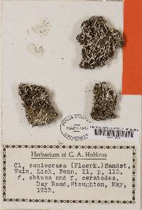 Cladonia coniocraea image
