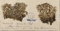 Cladonia crispata var. crispata image