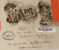 Cladonia coniocraea image