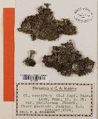 Cladonia coccifera image