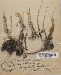 Cladonia cornuta image
