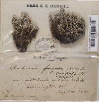 Cladonia crispata var. elegans image