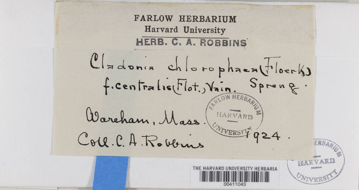 Cladonia chlorophaea f. centralis image