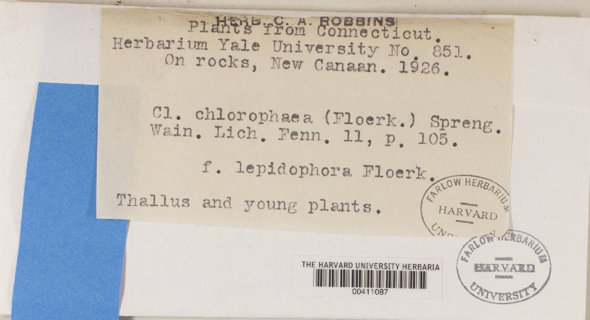Cladonia chlorophaea f. lepidophora image