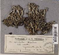 Cladonia crispata var. divulsa image