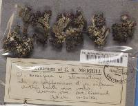 Cladonia coccifera var. stemmatina image