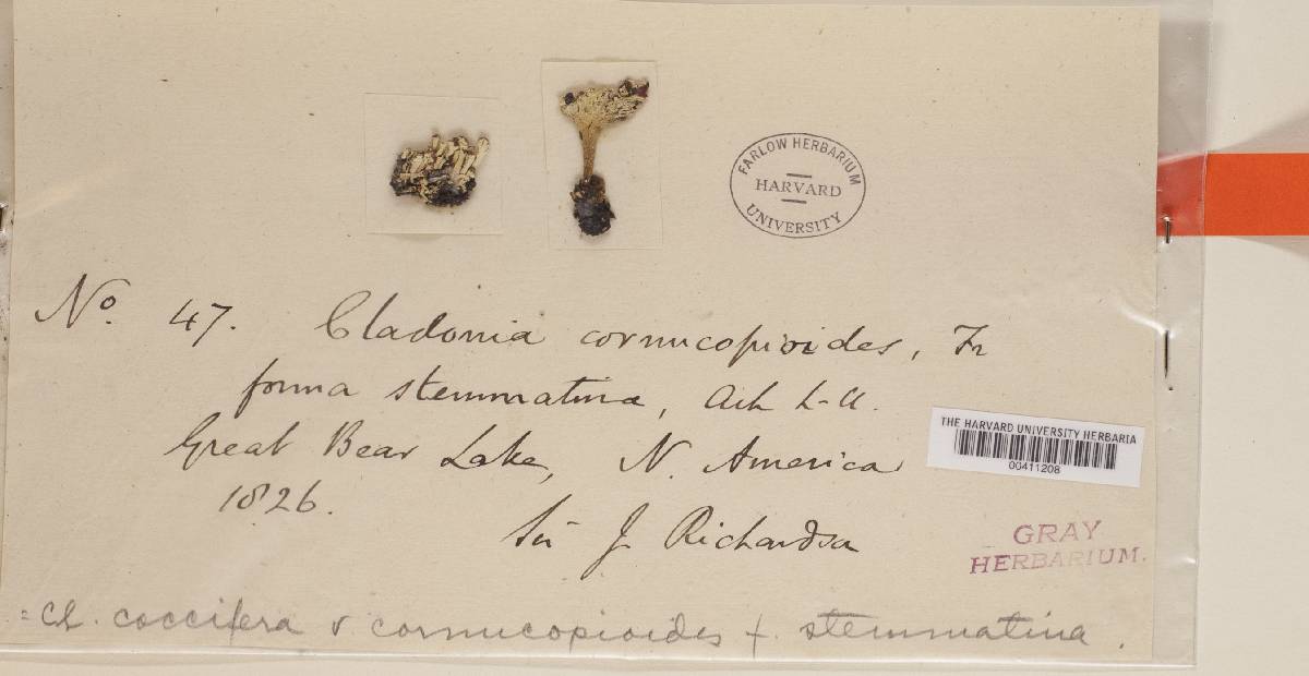 Cladonia coccifera var. stemmatina image