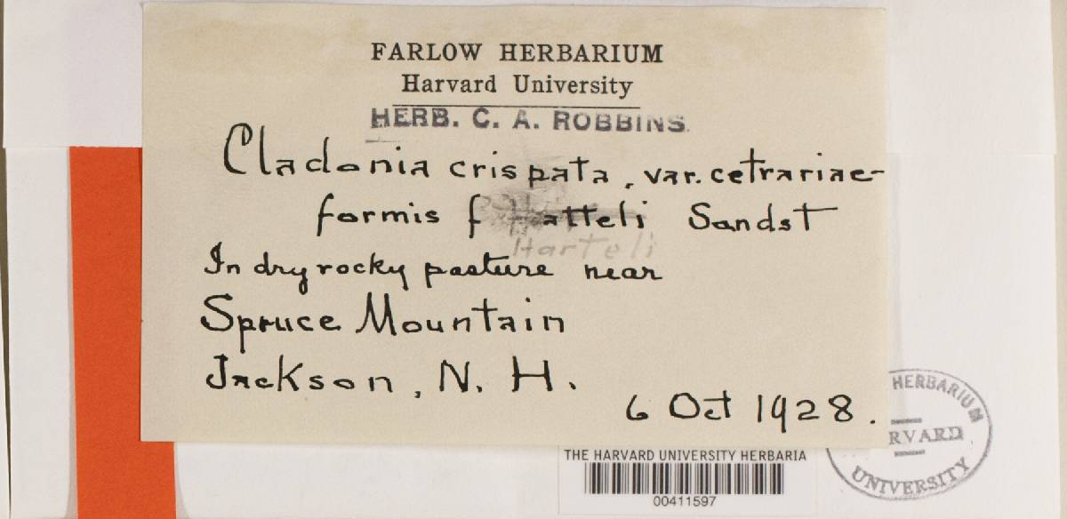 Cladonia crispata var. cetrariiformis image