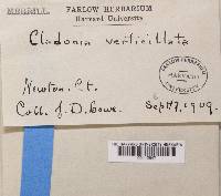 Cladonia cervicornis ssp. verticillata image
