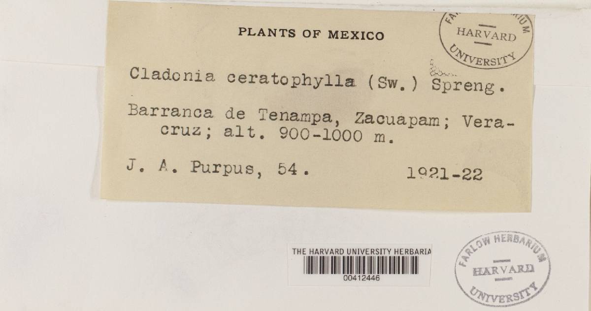 Cladonia ceratophylla image