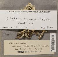 Cladonia carneola image