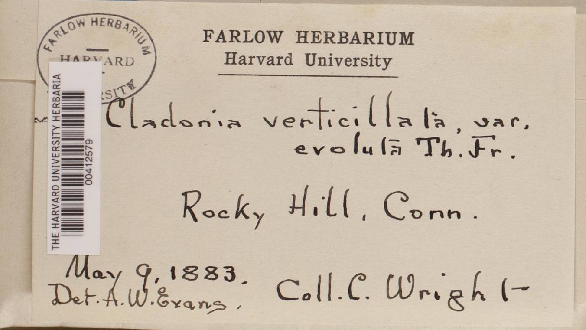 Cladonia cervicornis ssp. verticillata image