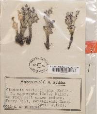 Cladonia cervicornis image