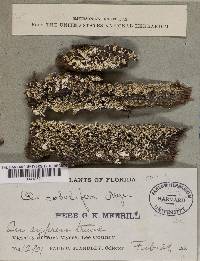 Cladonia cervicornis f. sobolifera image