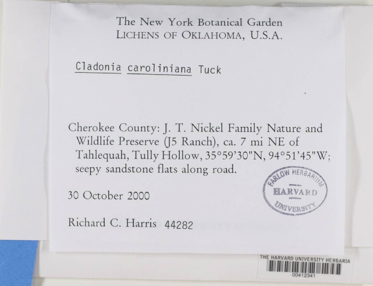 Cladonia caroliniana image