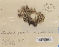 Cladonia cervicornis image