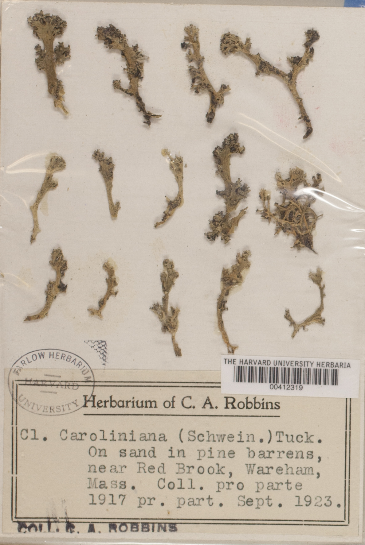 Cladonia caroliniana image
